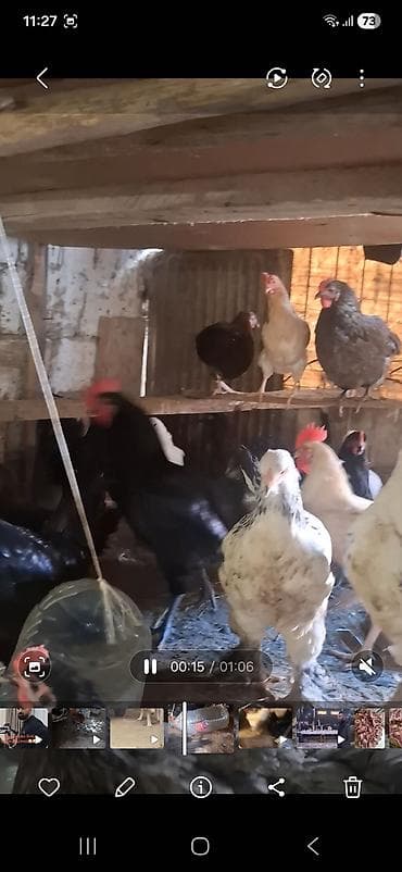 lalafo. az qoyunlarin satisi: Temiz avstrolop beceleri satilir 8 9 ayliq heyvanardi yerim dardi — 3