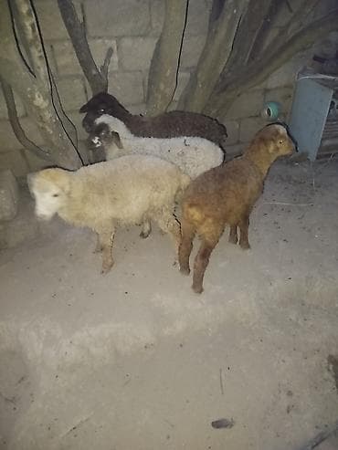 erkey qoyun: Quzular satılır – 4 baş - Növ: yerli qoyun cinsi quzular - Say: 4 baş — 3