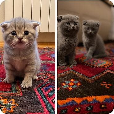 pişik britan: Şotland yastı qulaq, Ünvandan götürmə — 1