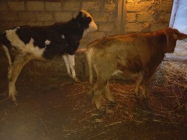 Gəmiricilər: Satışda 2 baş buzov
cidi şexsler zeng vursun — 1