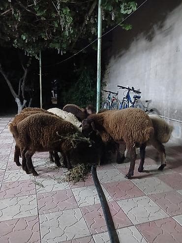 erkək quzular: 9 baş tam sağlam quzular satılır erkeydə var dişidə var qiymətlər — 6