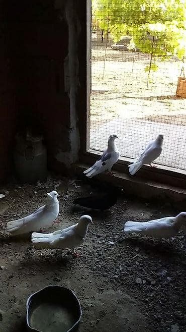 Tergizilme vap aktiv qiymete gore heckim narahat etmesin quslara