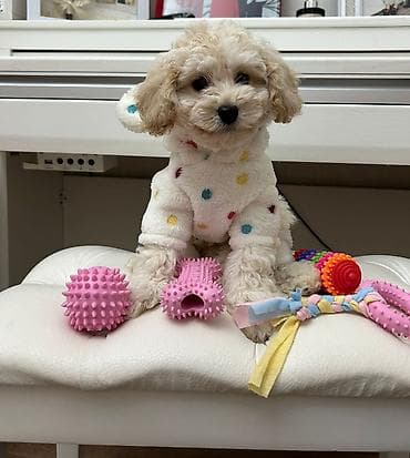 pudel satilir 2020: Pudel, 3 ay, Erkek, Peyvəndli, Pulsuz çatdırılma — 4