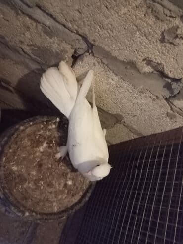 İtlər: Salam qırmızı boyun və 2tük sarı quyrug ərkəydi — 5