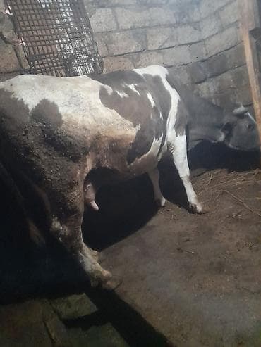 cins inək: Süd verən inək - Cins tipi: qəhvəyi-ağ qarışıq rəngli, buynuzlu - — 3