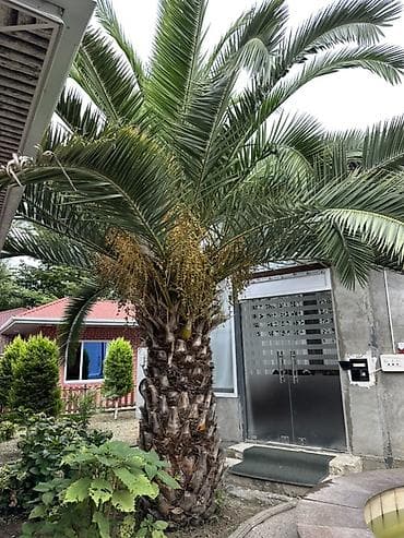 şir şəkilləri qara: Razilasma Yolu Ile 2.60 cm Xurma (xurma xurması) palmı – iri — 2
