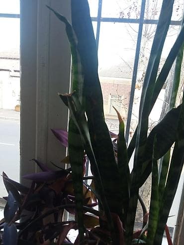 kalo: Otaq bitkiləri kolleksiyası – bir neçə müxtəlif növ saksı bitkisi - — 7