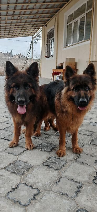 it yuvası: Alman çoban iti, 2 ay, Peyvəndli, Ünvandan götürmə, Ödənişli çatdırılma, Rayonlara çatdırılma — 5