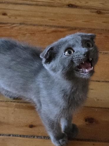 Boz rəngli pişik balası - Cinsə bənzər xüsusiyyətlər: qısa, sıx tük lalafo.az -da Boz rəngli pişik balası - Cinsə bənzər xüsusiyyətlər: qısa, sıx tük