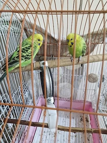 papuqay adlari: Məhsul: Dalğalı papuqaylar və nimfa kakadu (cockatiel) quşları — 2