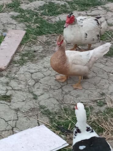 ördək balası satışı: Musk ördəkləri – rəngli (qara-ağ) lələklər, iri bədən quruluşu, sakit — 2