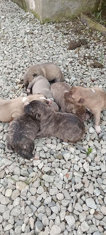 alman itleri: Pitbul, Dişi — 5