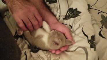 pişiklər: Dişi, Yaxşı əllərə — 5