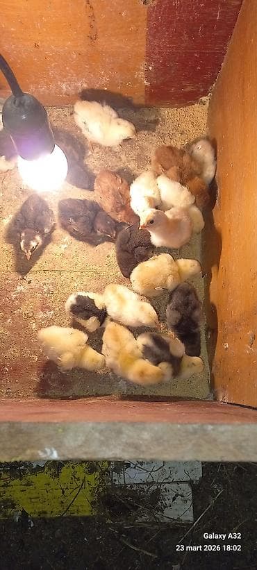 Gəmiricilər: Toyuq cücələri, Damazlıq — 6