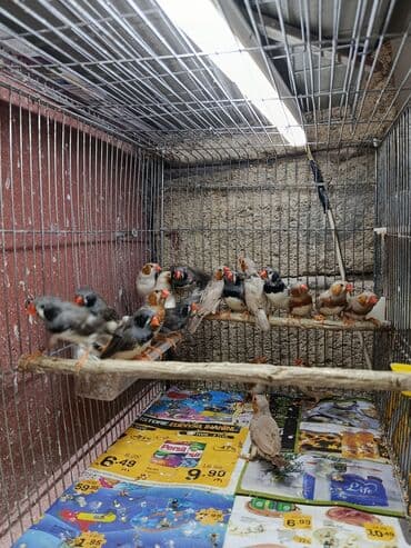 amadin yuvası: Amadin quşları Saglam 2024- 2025 uzuklu zebra amadin cutler satilir — 1