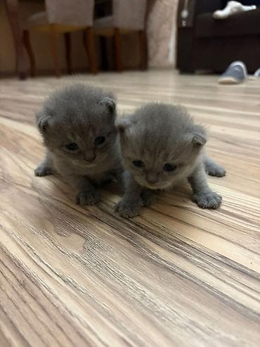 pişik evleri: Amerikan Shorthair, Erkək, Dişi, Yaxşı əllərə, Ünvandan götürmə — 2