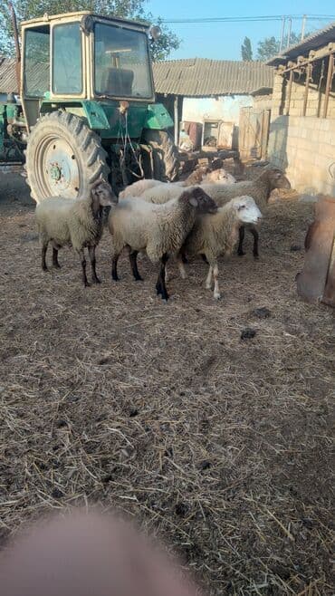 inek adlari azerbaycan: Məhsul: Qoyunlar (kiçik sürü) Təsvir: - Şəkillərdə 6 baş qoyun — 1