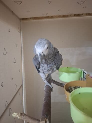 İtlər: Jako erkek damazlıq satılır. Tam sağlam quşdur. 3 yaşı var. qiymət — 5