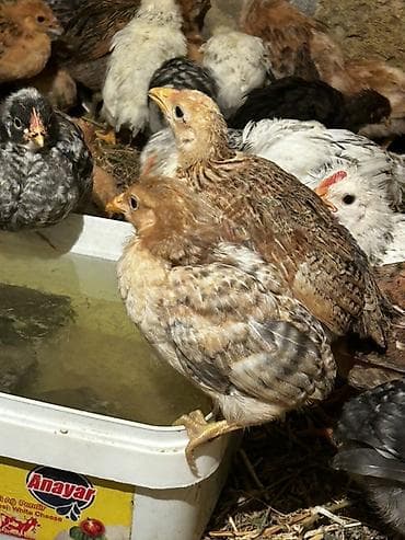 mayali yumurta satisi: Toyuq cücələri, Ətlik, Ünvandan götürmə, Ödənişli çatdırılma, Rayonlara çatdırılma — 5