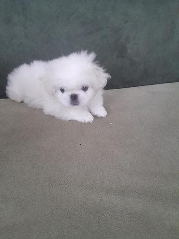 İtlər: Pekines, 2 ay, Erkek, Peyvəndli — 1