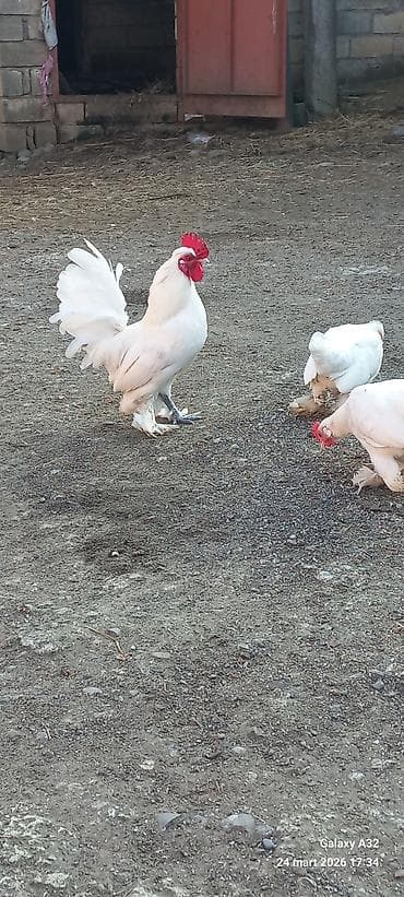 samuyan dermani: Toyuq, Damazlıq — 1