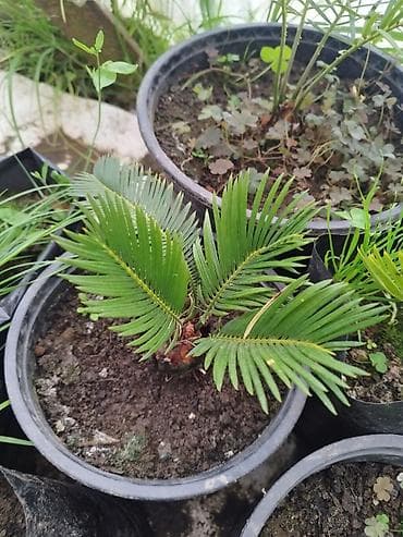 gül dekor: Razılaşma yolu iləDekorativ qapalı/bağ bitkiləri – saksıda gənc — 1