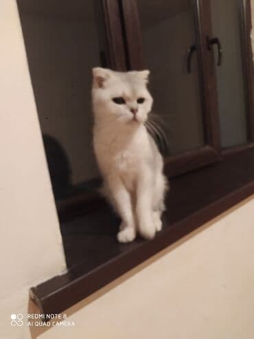 собака отдам в хорошие руки: Британская, Самка, В добрые руки, Самовывоз — 6