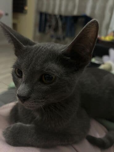 Rus mavi, Erkək, Yaxşı əllərə, Ünvandan götürmə