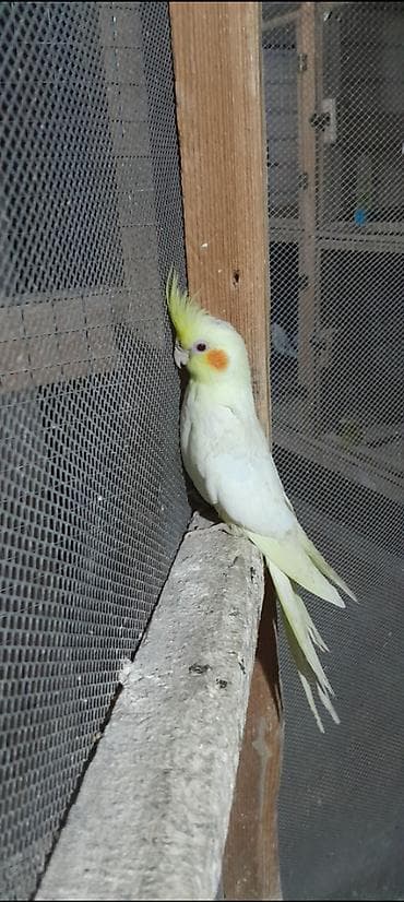 Korella(qırmızı yanağ) satılır yuvadan təzə çıxıb HAZIR RUÇNOY ələ lalafo.az -da Korella(qırmızı yanağ) satılır yuvadan təzə çıxıb HAZIR RUÇNOY ələ