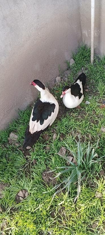 SATILIR CÜT TƏMİZ ORGİNAL BLƏÇKHƏAT XORUZ FƏRƏ 🚕