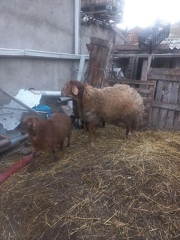 Qoyun – ətlik/yunlu yerli tip - Cins tipi: yerli ətlik‑yunlu — 8