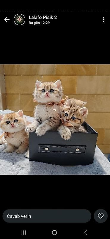 Şirin balaca pişik balaları - Rənglər: qızılı-krem (tünd və açıq