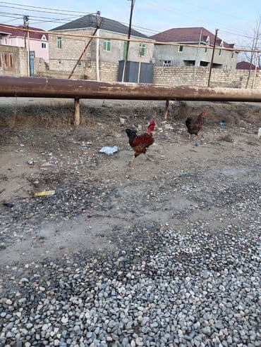 Kia: Cavan xoruzlardi hamsı biri 20 manatdan qiymet sondur qiymete göre — 1