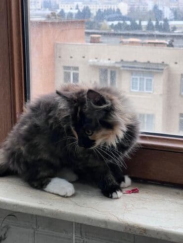 Грызуны: Самка, В добрые руки, Самовывоз, Бесплатная доставка, Платная доставка — 6