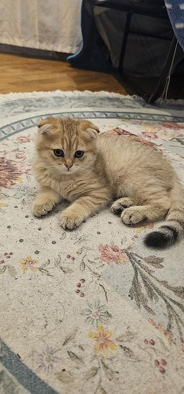 pişik aksesuarları: Şotland, Erkək, Yaxşı əllərə, Ünvandan götürmə, Ödənişli çatdırılma — 5