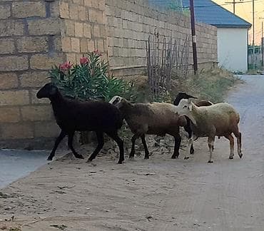 quzu: 4 baş quzu (qoyun) satılır, fərqli rənglərdə. İkisi erkək, ikisi dişi — 2