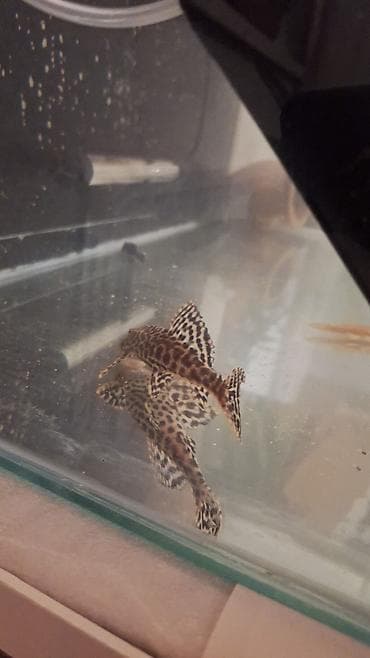 Gəmiricilər: Ansistrus, Sülhsevər, Pulsuz çatdırılma — 1