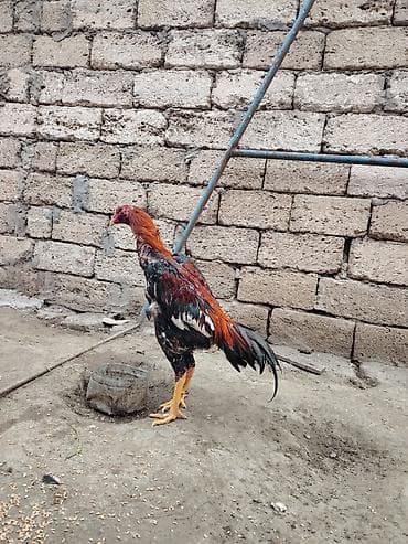 Cinsi: Uzunboyun, atletik quruluşlu döyüş tipli xoruz (gamefowl