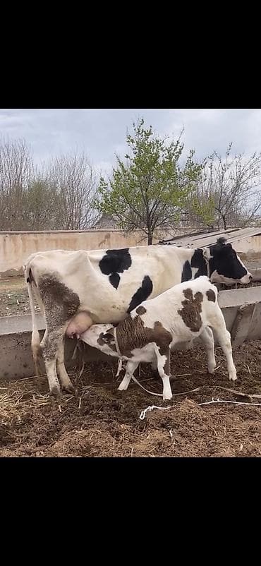 ev quslari haqqinda melumat: Süd malqarası – inək buzovla birlikdə - Cins: holştin tipli, ağ-qara — 2