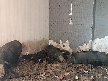 ag baliq: Məhsul: Yerli donuz sürüsü (ana donuzlar və balaları) Təsvir: - — 3