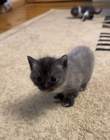 dovşan balaları: Şotland, Dişi, Yaxşı əllərə, Ünvandan götürmə — 2