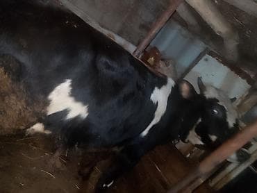 vakumlu su pompası: Erkek danadır cins — 7