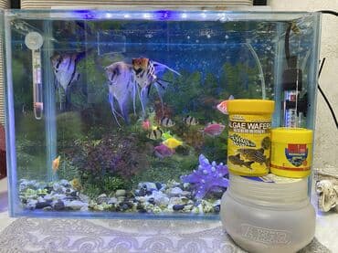 akvarium kompressor: Dördbucaq akvarium, Balıqlarla birlikdə, 30 l — 1