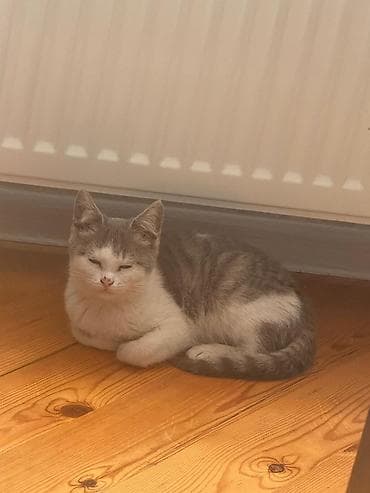 Yaxşı əllərə lalafo.az -da Yaxşı əllərə