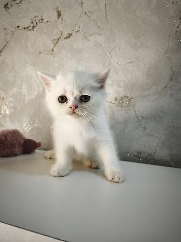 Heyvanlar: Şotland, Dişi, Ünvandan götürmə, Ödənişli çatdırılma — 3