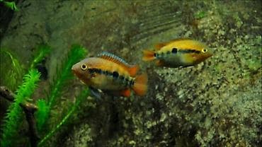 Balıqlar: Cixlid balığı, Yırtıcı — 3