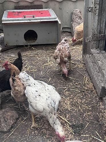 Куры: Salam Gördüyünüz ağ heyratı fere satıram yerli toyuqla barterde — 2