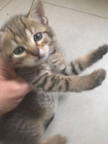 Tabbi, Yaxşı əllərə