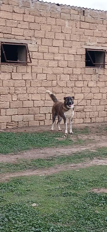 zvanok itler satisi: 1 il, Erkek, Peyvəndli, Ödənişli çatdırılma — 3