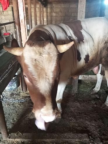 it satilir ucuz: Qurbanlığa yaralı super dana satılır kəsgi ilə16manat ayaq üsdü diri — 3